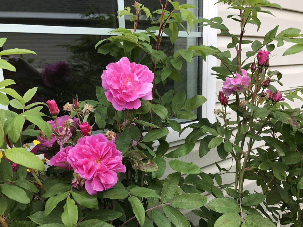 Alaska Garden Gate B&B パーマー エクステリア 写真